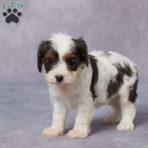 Paris, Cavapoo Puppy